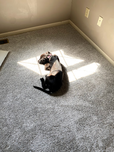 The Carpet Man Indy - Thumbnail