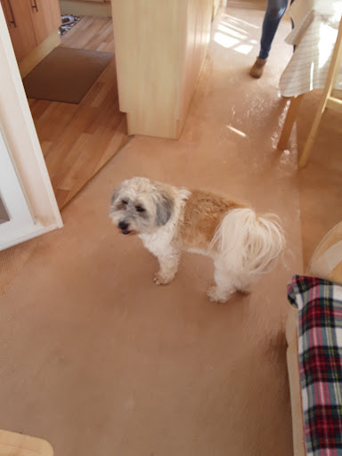 Stonebanks Canine Trust - Thumbnail