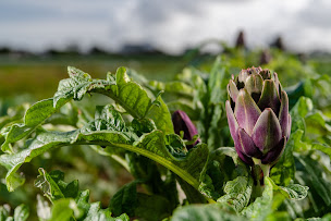 Photo n°1 de Pouliquen SAS à Cléder (Grossiste)