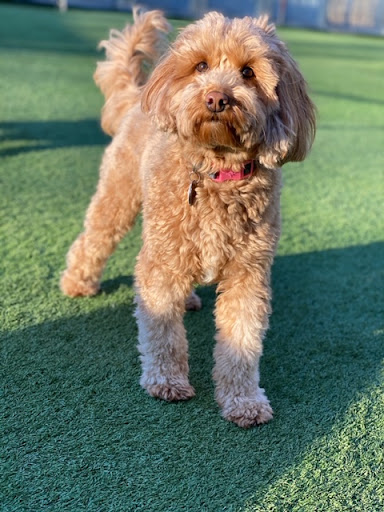 Sandy Hill Kennels Gallery - United States