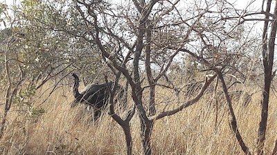 Photos of Ranch de Nazinga