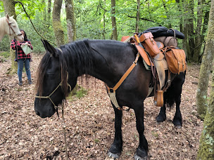 Photo n°3 de Horse and Liberty ranch à Fleurance (Club d'équitation)