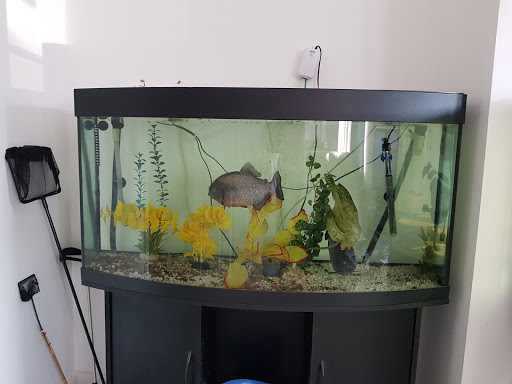 Manor Fish Bar - Thumbnail