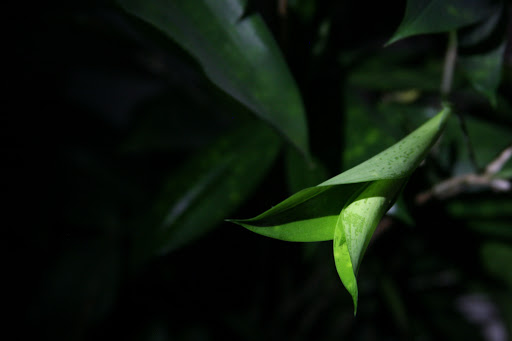 Ministerstwo Zieleni