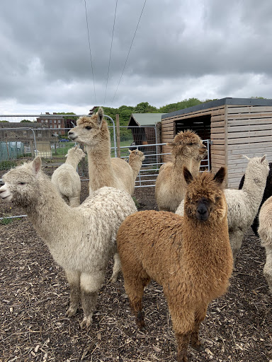 Posey Pacas Alpacas Logo