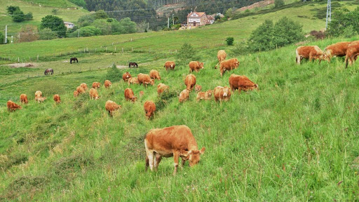 Ecomuuu | Carne Ecológica Cantabria - Thumbnail