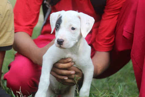 Top quality pitbull puppy available in Lucknow... post image