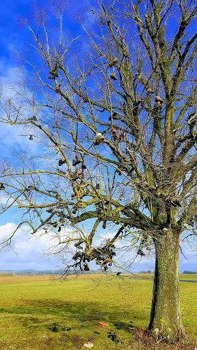Stiefelbaum Hontheim - Thumbnail