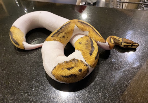 Kingdom Pythons - Visual