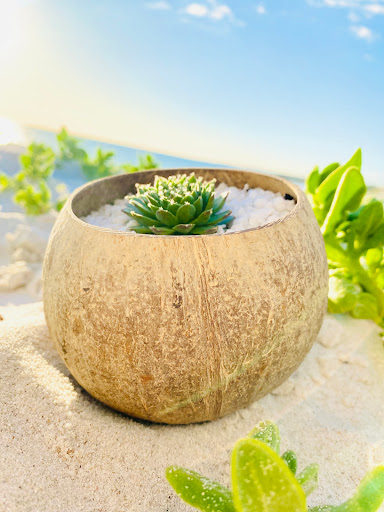 Coconuts of the Earth - Thumbnail