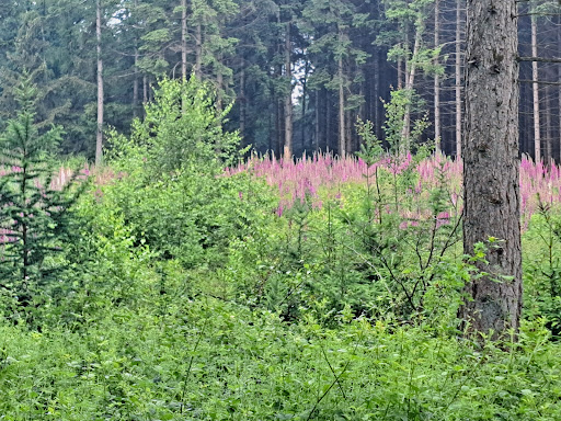 "Deko im Wald" - Thumbnail
