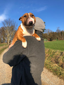 buttis hundehuette - hundetagesstätte/pension Am Daretzhof 1, 36137 Großenlüder, Deutschland
