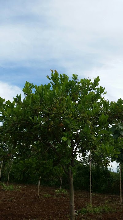 Photos of Sivaganesan Cashew Farming