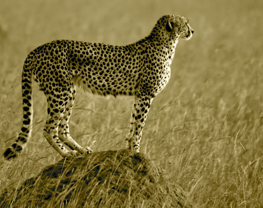 Hippo Creek Safaris - Thumbnail