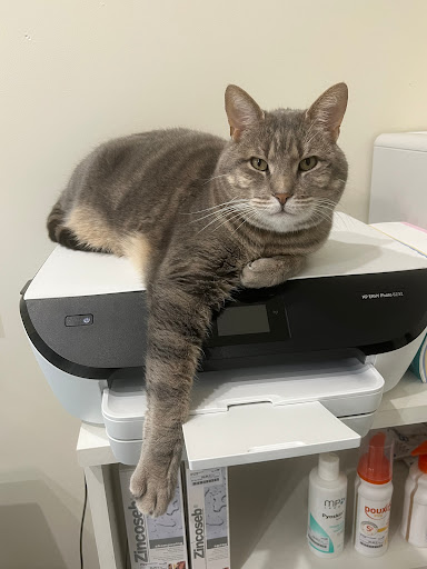 Lys Veterinary clinic - Thumbnail