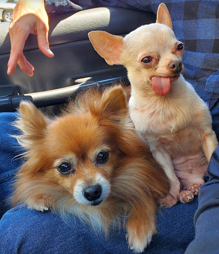 Sierra veterinary clinic - Thumbnail