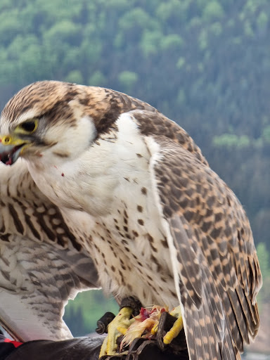 Vogelwild - Thumbnail