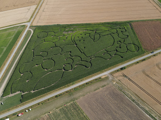 Maislabyrinth vom Erdbeer-Hof Gleidingen - Thumbnail