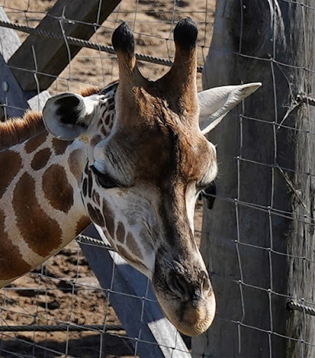 Sydney Zoo Foundation - Thumbnail
