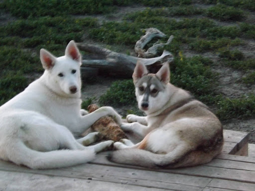 Aprils Plush Puppies Grooming & Boarding