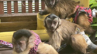 Monkeys for sale