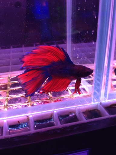 Blue Lagoon Aquatics - Thumbnail