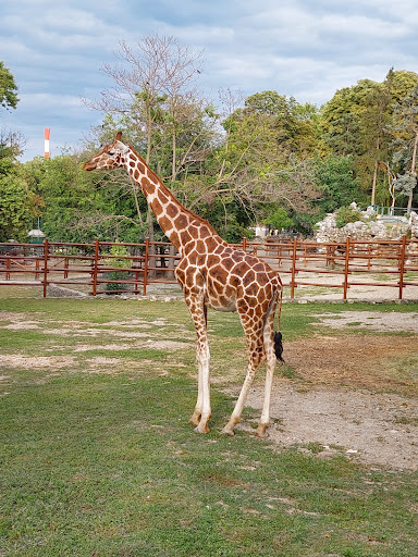 Belgrade Zoo - Thumbnail