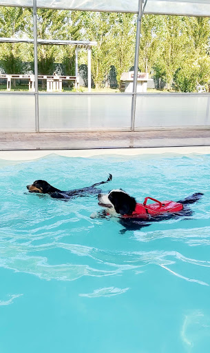 Wellness Dog - Visual