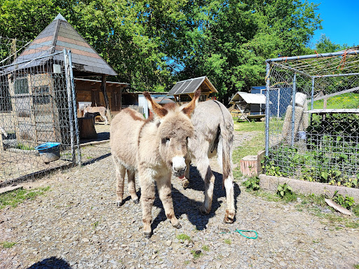 Tiergehege Dröbischau - Visual