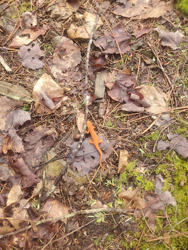 Houghton Land Preserve - Thumbnail