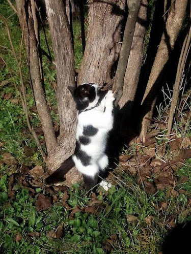 Opinii despre Вила Калин în Велико Търново - Хотел