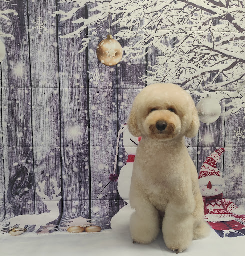 Peluquería Canina Zubizuri Gallery - Spain