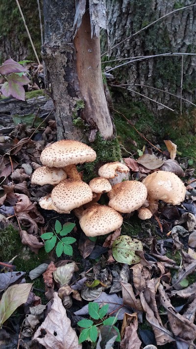 Photos of Penij&otilde;e hiking trail
