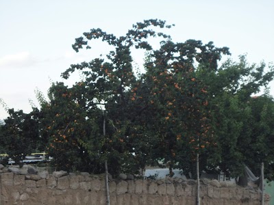 Kayirli Neşetler Evi