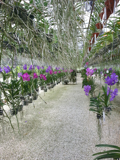 SR Orchids - Visual