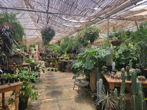 Botanic - Visual
