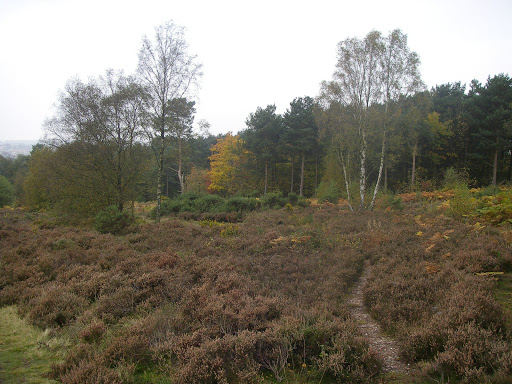 Hednesford Hills Local Nature Reserve Logo