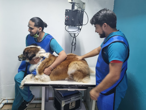 Veterinaria Super Lomito