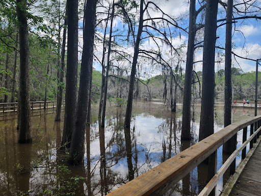 Caddo Lake Bayou Tours - Thumbnail