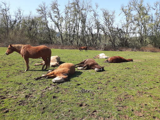 Christefanie Ranch - Visual