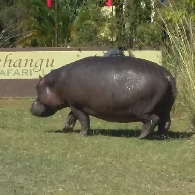 Mahangu Safari Lodge