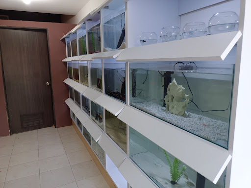 AcuaRoom Gallery - Mexico