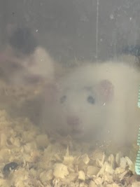 冷凍マウス・ラット販売店infinite-インフィニティ-