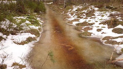 Photos of Saku rabametsa tervise- ja matkarajad