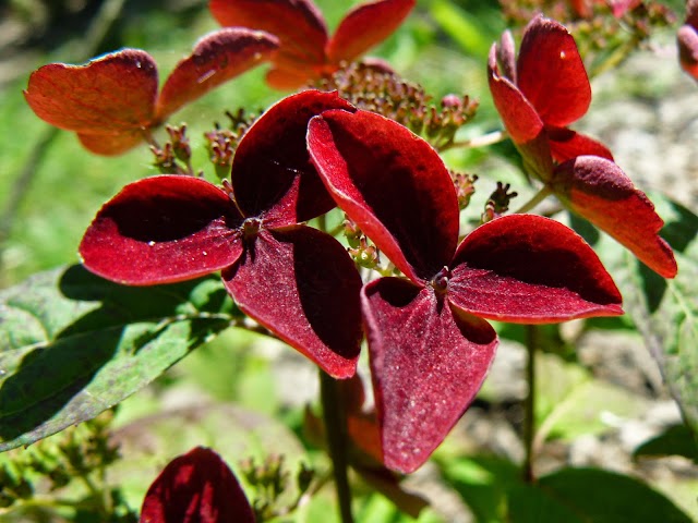 Pépinière Sous Un Arbre Perché