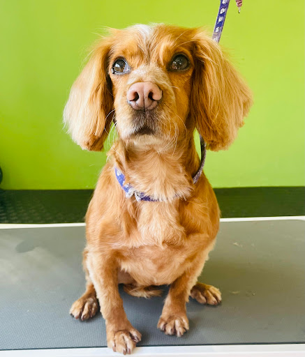 Cloud K9 Dog Grooming - Thumbnail