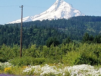 Hood River Lavender Farms