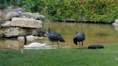 Waterfowl Exhibit