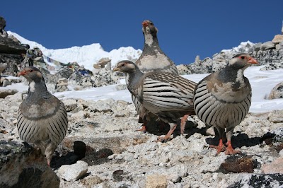 Photos of Everest Hiking Treks & Expedition