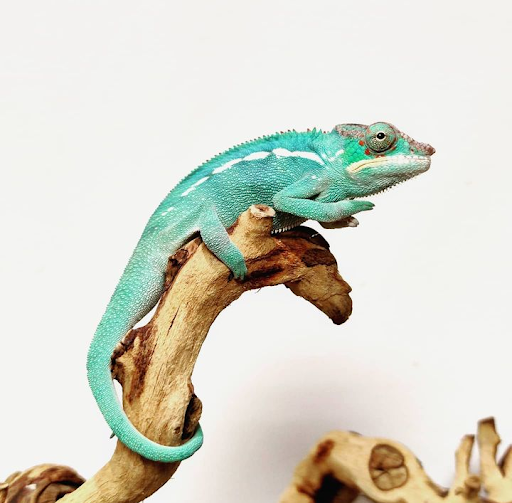 EXOTIC Veterinaria